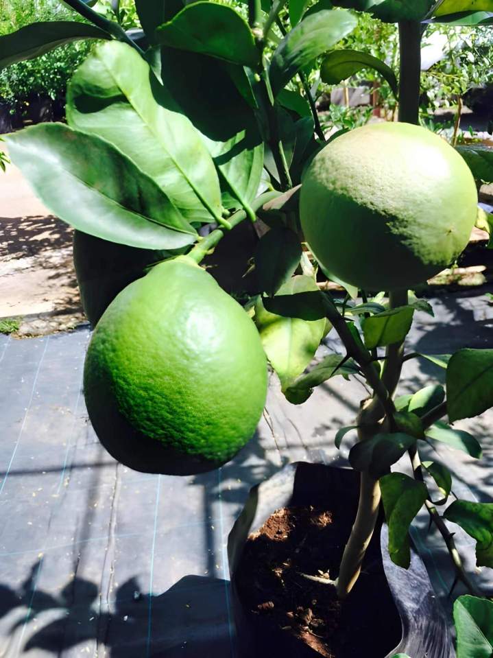 Jeune agrumier en pot La Réunion